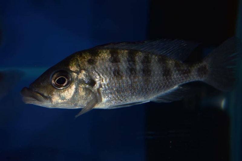 Protomelas ornatus 'Gome'